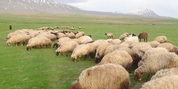 Aylık 2 bin 500 liraya çalışacak çoban bulamıyor