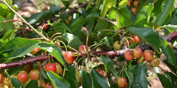 73 bin ton kiraz zarar g�rd�