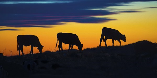 �thal ET bask�s�