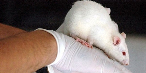 Gen farelerin kannn enjekte edildii yal fareler 'dinleti'