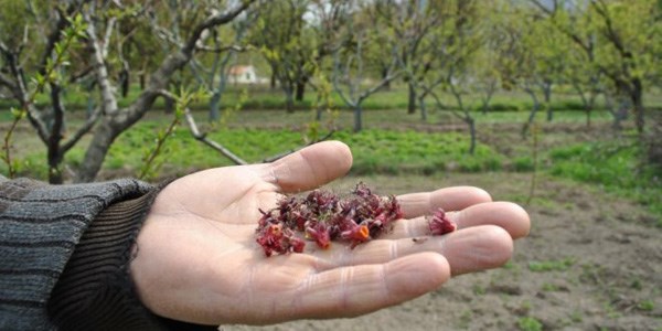 Elmayı don vurdu