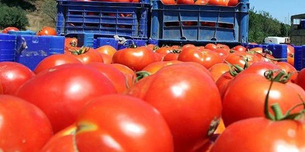 Yazn domates daha pahal olacak