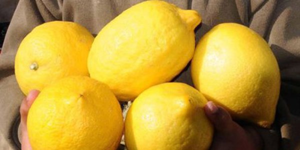 'Limonu sofranızdan eksik etmeyin'