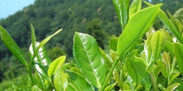 1.5 liralık çay markette nasıl 15 lira oluyor?