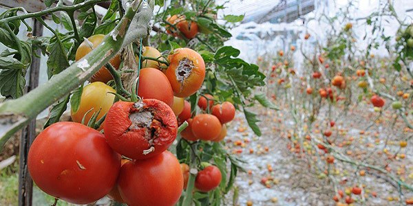 Afette zarar gören çiftçinin kredi borcuna erteleme