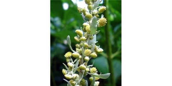 Pelin otu parazit d��man�