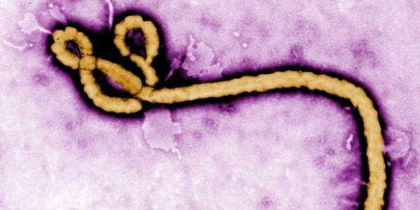 Ebolayla mcadelede yeni umut