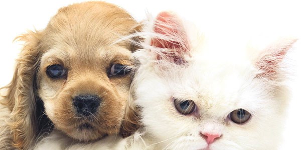 Pet-shop'larda kedi kpek sat yasak