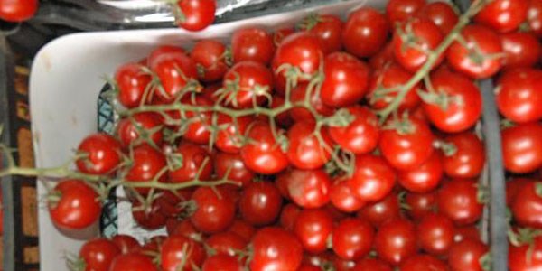Domates kansere iyi geliyor