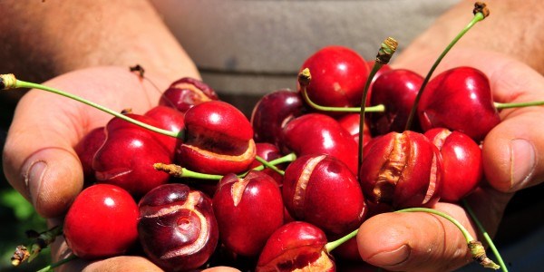 Sezonu 8 liradan açtı 45 kuruşa satıldı