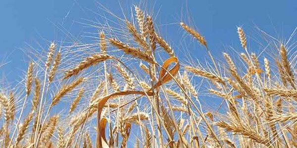 Bu�day �retimi y�zde 50 azalacak