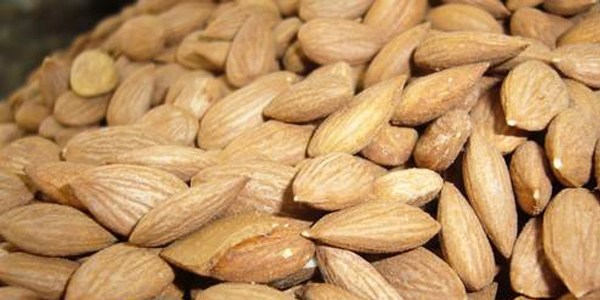 Satacak kayısı çekirdeği içi neredeyse kalmadı