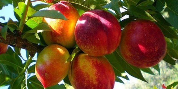 Şeftali sindirimi kolaylaştırıyor