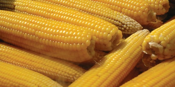 M�s�r fiyatlar� tepetaklak