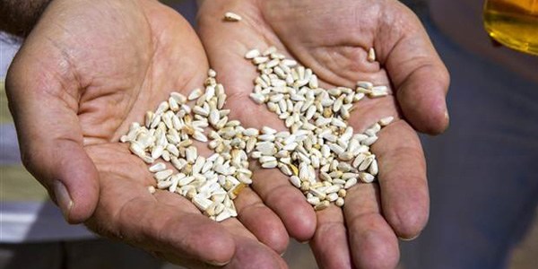 Aspirden jet yakıtı üretmek için çalışmalar başladı
