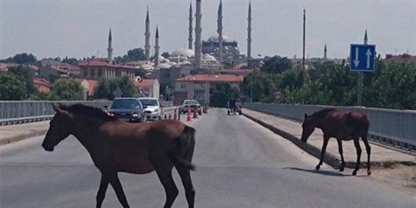Edirne'de tek trnakl hayvanlara ip taklacak