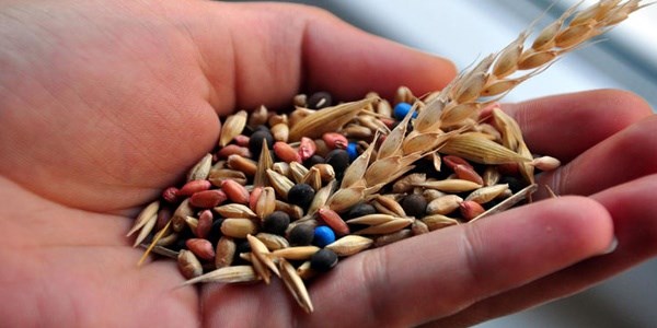 Türkiye tohumculukta hızlı adımlarla ilerliyor