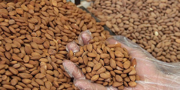 Acı kayısı çekirdeği kanserli hücreleri öldürüyor