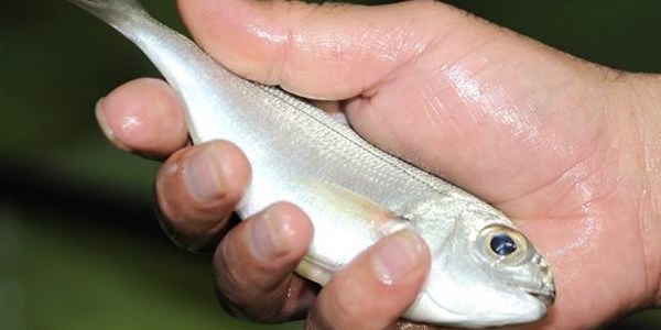 Bu bal�k levre�in taht�n� sallayacak