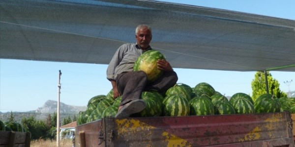 Karpuz fiyatları düştü, çiftçi zor durumda