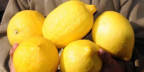 Limon, sezonunda da el yakacak