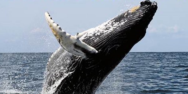 10 numara balina ya��