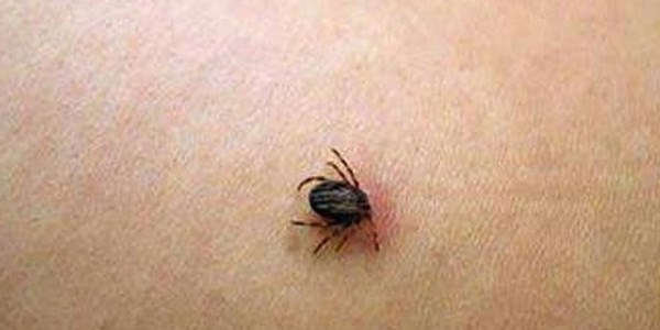 Kene bir can daha ald�!