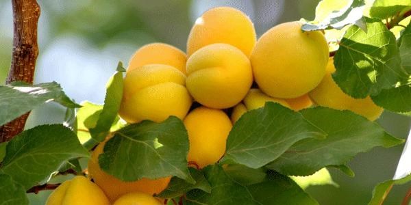 Son kayısılar 10 TL'den alıcı buldu