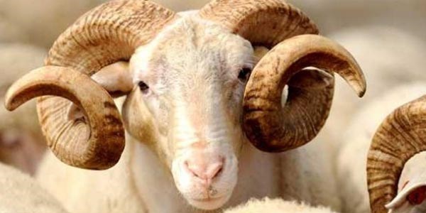Ankara Valiliği'den 'kurban' genelgesi