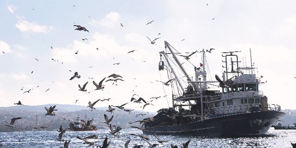 Balık fiyatlarını bolluk belirleyecek