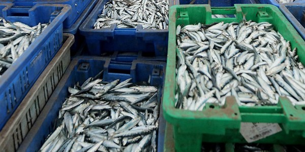 Av yasa�� bitti, uzmanlar uyard�