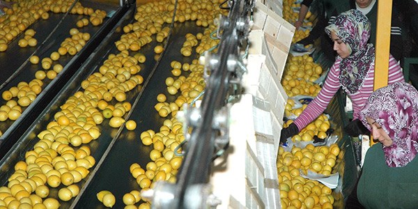 Ağustosta en çok limonun fiyatı arttı