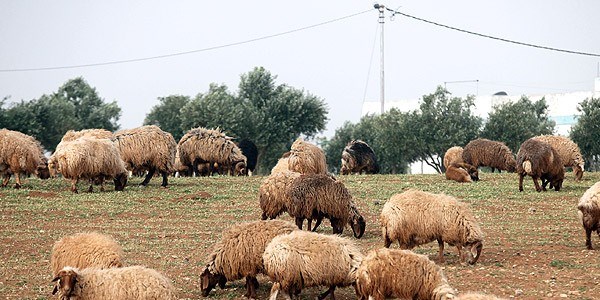 Bakanlıktan 'mavi dil' hastalığı açıklaması