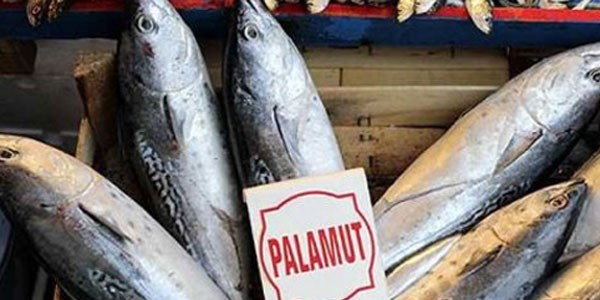 Palamut, sezonun ilk haftasında şaşırttı