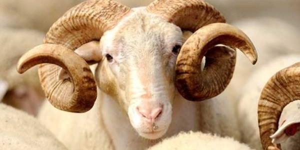 Kızılay kurban fiyatlarını açıkladı