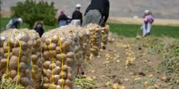 Patates fiyatları yüzde 50 düştü