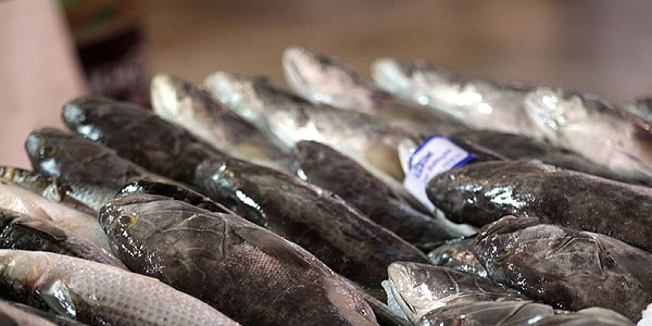 Av yasağı kalktı balık fiyatları düştü