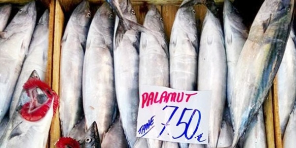 Marmara'da balık az, fiyatlar yüksek