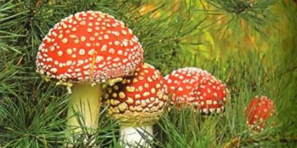 Zehirli mantar ölüme götürüyor