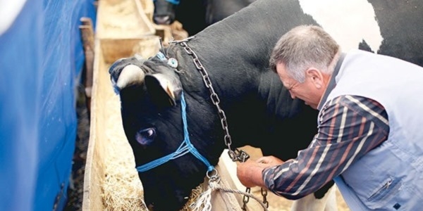 Kurban yerleri Boğaz'la yarışıyor