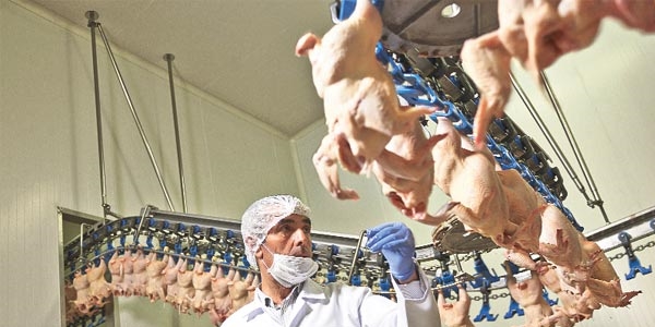 'Hormon kullanılsa tavuk ucuz olmaz'