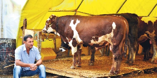 Kurbanl�k hayvan fiyatlar�nda b�y�k fark