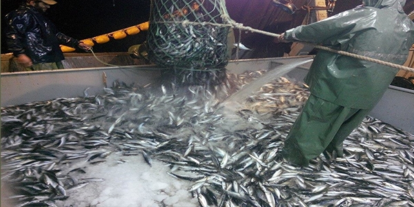 �stavrit ve kolyoz bollu�u