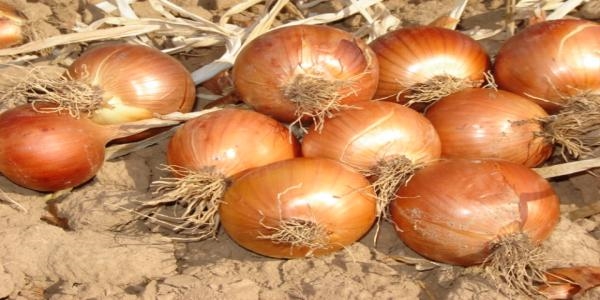 Kuru soğanın fiyatı göz yaşartıyor