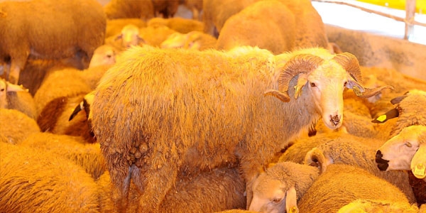 Kurbanlık fiyatları 400 TL'ye kadar düştü