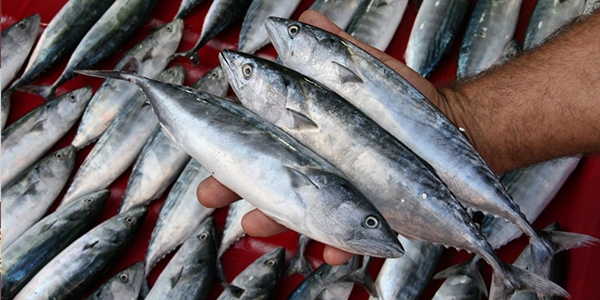 Bal�k 'kurban' olmad�