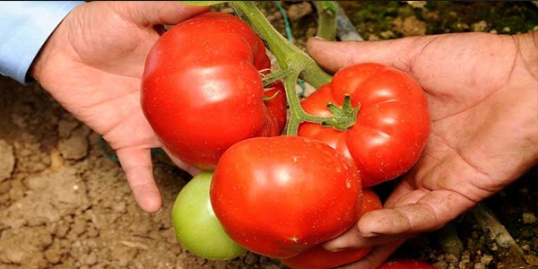 Domates �ift�isi fiyattan memnun