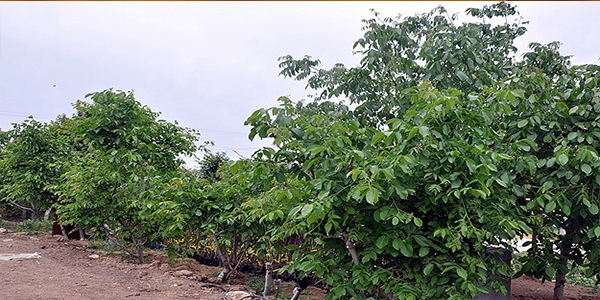 Ceviz a�ac� g�vence alt�na al�n�yor