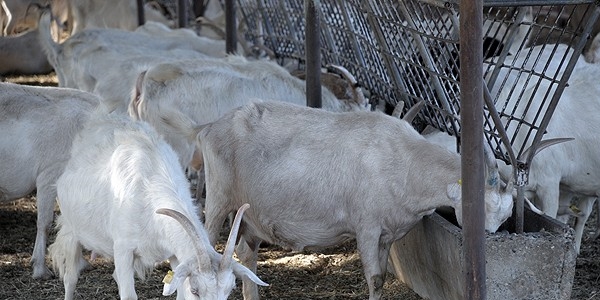 �niversiteli ke�iler yok sat�yor