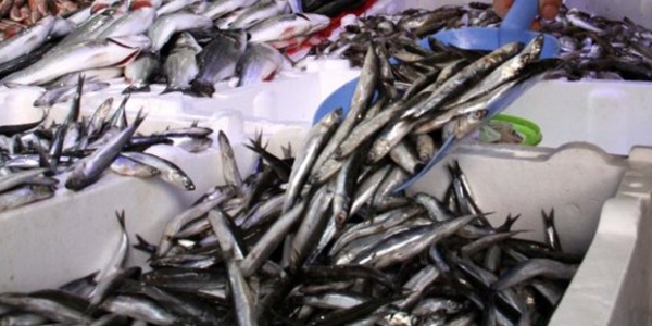 Karadeniz'deki fırtına hamsi fiyatını vurdu